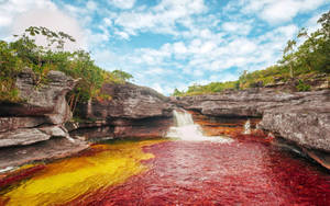 Caption: Breathtaking View Of Cano Cristales, The River Of Five Colors, In Colombia Wallpaper