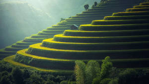 Caption: Breathtaking View Of Rice Terraces In Ubud, Bali Wallpaper