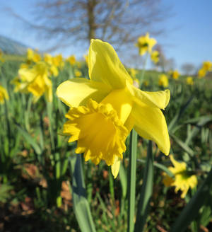 Caption: Bright Yellow Rijnveld's Early Sensation Narcissus Flowers In Full Bloom Wallpaper