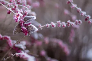 Caption: Crisp Winter Morning Wallpaper