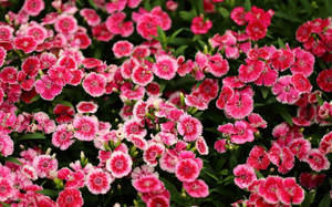 Caption: Elegant Pink Chinese Carnations In Bloom Wallpaper