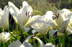 Caption: Elegant White Lily In Full Bloom Wallpaper