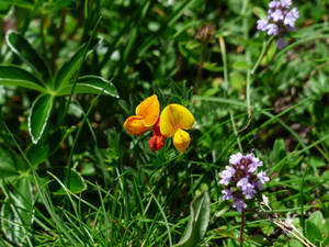 Caption: Enchanting Fenugreek Flowers Blooming In The Wild Wallpaper