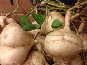 Caption: Fresh Jicama Root With Vibrant Green Leaves Wallpaper