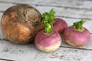 Caption: Freshly Harvested Turnips On White Table Wallpaper