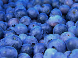 Caption: Freshly Picked Blueberries Wallpaper