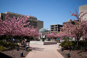 Caption: George Washington University Campus With Cherry Blossoms In Bloom Wallpaper