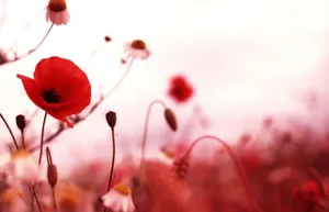 Caption: Honoring The Heroes On Remembrance Day Wallpaper