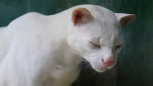 Caption: Magnificent Ocelot Prowling In The Wild Wallpaper