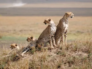 Caption: Majestic Cheetahs In The Captivating Serengeti National Park Wallpaper