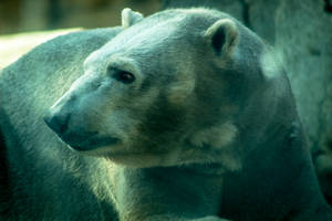 Caption: Majestic Polar Bear In Arctic Region Wallpaper