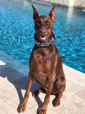 Caption: Majestic Red And Tan Doberman Pinscher Wallpaper