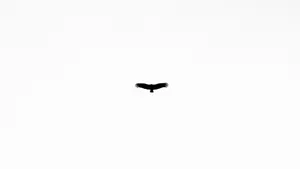 Caption: Minimalist White Abstract Art Wallpaper