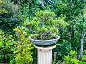 Caption: Serene Beauty Of Chokan Style Bonsai Tree Wallpaper