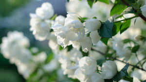 Caption: Serenity In Bloom - Lovely White Flowers In Nature Wallpaper