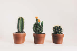 Caption: Stunning Cactus Blossom Basking In The Sun Wallpaper