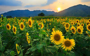 Caption: Sunlit Serenity - A Sunflower Field At Sunset Wallpaper