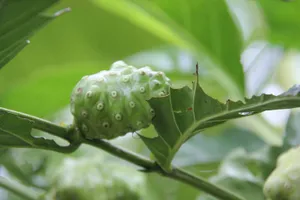 Caption: Tropical Noni Fruit On Wooden Background Wallpaper