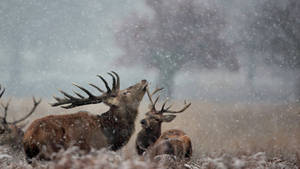 Caption: Untamed Reindeers In The Wilderness Wallpaper