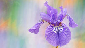 Caption: Vibrant Blooming Siberian Iris Flower Wallpaper