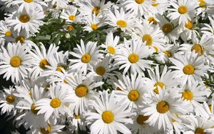 Caption: Vibrant Daisy Blooming On Laptop Screen Wallpaper