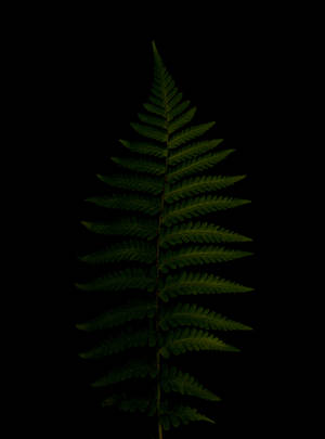 Caption: Vibrant Green Fern On Pure Black Background Hd Phone Wallpaper Wallpaper