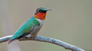 Caption: Vibrant Multicolored Hummingbird Perched On A Branch Wallpaper