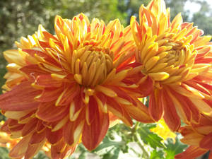 Caption: Vibrant Orange Chrysanthemums In Bloom Wallpaper