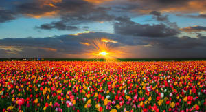 Caption: Vibrant Oregon Tulip Field Wallpaper