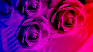 Caption: Vivid Neon Pink And Blue Roses In Bloom Wallpaper