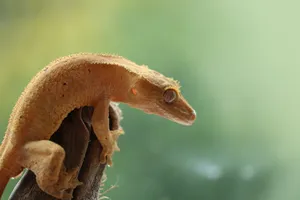 Captivating Crested Gecko Wallpaper