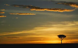 Captivating Kenyan Safari Park Wallpaper