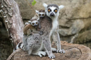 Captivating Lemur On A Branch Wallpaper