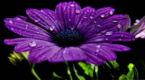 Captivating Macro Shot Of Cape Marguerite Purple Flowers Wallpaper