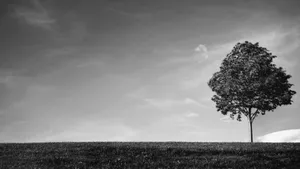 Captivating Monochrome Tree Wallpaper