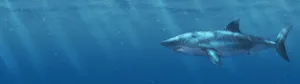 Captivating Shark Invasion Dual Monitor Wallpaper Wallpaper