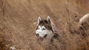 Captivating Siberian Husky In Wild Grasslands Wallpaper