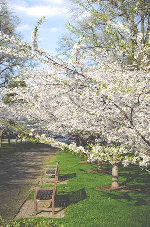 Captivating Spring Blossom Wallpaper