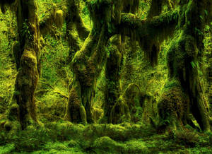 Captivating View Of The Hoh Rainforest In Washington Wallpaper