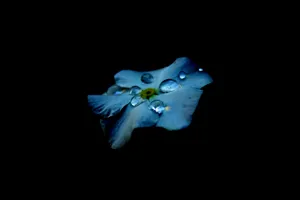 Captivating Visual Experience On Oled Monitor Wallpaper