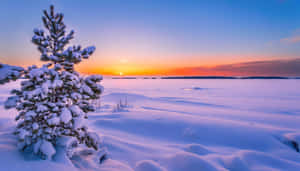 Captivating Winter Wonderland Wallpaper