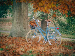 Capturing The Beauty Of The City On A Bike In The Autumn Season. Wallpaper