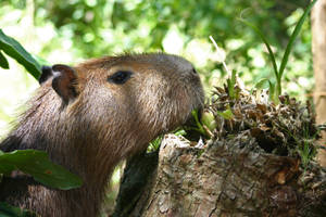 Capybara Gnawing On A Tree Stump Wallpaper