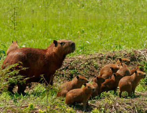 Capybara Mother With Her Babies Wallpaper