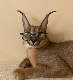 Caracal Cat Wearing Glasses Wallpaper
