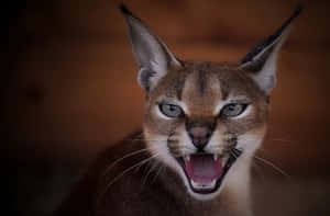 Caracal Expressive Gaze.jpg Wallpaper