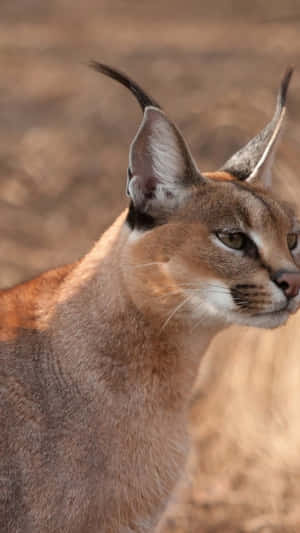 Caracalin Profile Wallpaper