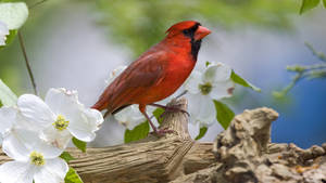 Cardinal Amongst White Flowers Wallpaper