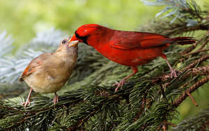 Cardinal Feeding Her Chick Wallpaper