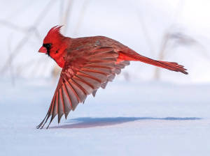 Cardinal Flying Over Snow Wallpaper